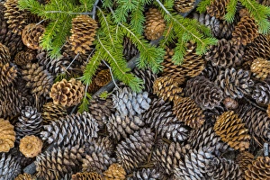 Images Dated 16th October 2015: USA, Nevada, Great Basin National Park. Pine cones and Douglas fir bough. Credit as