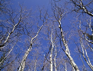 Nevada Prints: USA, Nevada, Great Basin National Park, Leafless quaking aspen (Populus tremuloides)