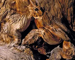 Bristlecone Prints: USA, Nevada, Great Basin NP. The beautifully twisted trunk of a bristlecone pine