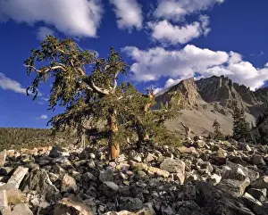 Bristlecone Prints: USA, Nevada, Great Basin NP. Bristlecone pines thrive on dry