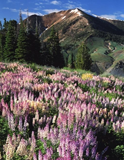 Snowcapped Prints: USA, Nevada, Jarbidge Wilderness, Jarbidge, View of snowcapped mountain with lupins