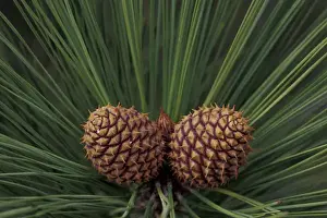 Lake Tahoe Prints: USA, Nevada, Lake Tahoe Nevada State Park Pair of pine cones