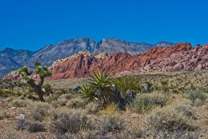 Las Vegas Prints: USA, Nevada, Las Vegas, Red Rock National Conservation Area, Calico Hills North