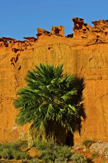 USA, Nevada, Mesquite. Gold Butte National Monument, Little Finland, Palm tree in