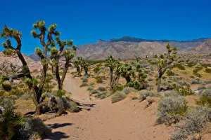 Images Dated 25th September 2017: USA, Nevada, Mesquite. Gold Butte National Monument, Blackhawk Road vista