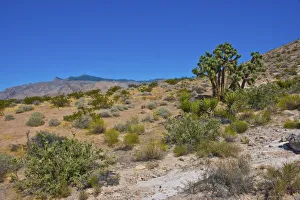 USA, Nevada, Mesquite. Gold Butte National Monument, Blackhawk Road vista