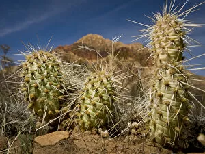 Images Dated 9th March 2007: USA, Nevada, Red Rock Canyon Conservation Area, young cholla cactus
