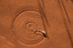 Images Dated 30th April 2011: USA, Nevada, Valley of Fire State Park. Steady but gentle breezes cause a dying flower