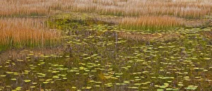 Desert Island Prints: USA, New England, Maine, Mt. Desert Island, Acadia National park with lily pads in small