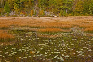 Images Dated 10th June 2021: USA, New England, Maine, Mt. Desert Island, Acadia National park with lily pads in small