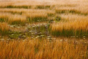 Images Dated 20th April 2021: USA, New England, Maine, Mt. Desert Island, Acadia National park with lily pads in small