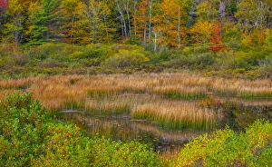 Images Dated 20th April 2021: USA, New England, Maine, Mt. Desert Island, Acadia National park with lily pads in small