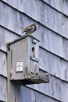 Shingle Prints: USA, New England, Maine, Ogunquit, birdhouse
