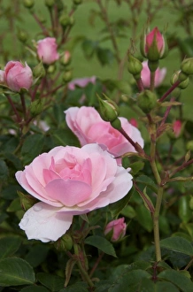 USA, New England, Maine, Ogunquit, pink roses
