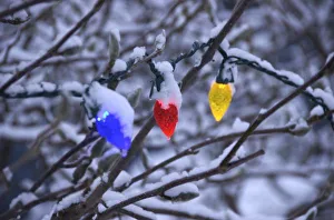Images Dated 21st December 2007: USA, New England, Massachusetts, Reading, holiday lights on snowy bush