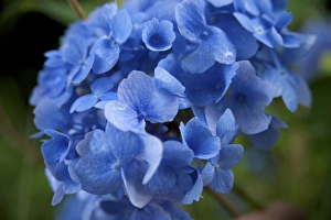 Images Dated 18th July 2009: USA, New England, Massachusetts, Cape Cod, Centerville, Blue Mophead Hydrangea