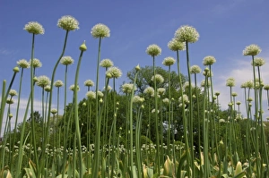 Images Dated 20th May 2009: USA, New England, Massachusetts, Boston, Allium flowers in Boston Public Garden