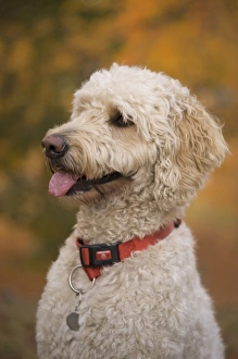 Images Dated 25th October 2009: USA, New England, Massachusetts, Reading, Labradoodle