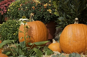 Images Dated 25th September 2008: USA, New England, Massachusetts, Natick, Lookout Farm, mum and pumpkin display