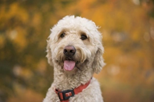 Images Dated 25th October 2009: USA, New England, Massachusetts, Reading, Labradoodle