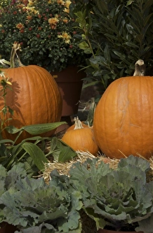 USA, New England, Massachusetts, Natick, Lookout Farm, mum and pumpkin display