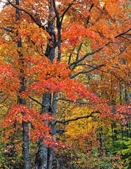 Images Dated 21st May 2013: USA, New England, New Hampshire. Maple trees in Belknap Mountains
