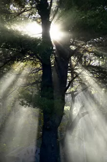 USA New England New Hampshire Sunlight Through Trees