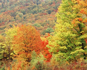Area Prints: USA, New England, Tree area in autumn