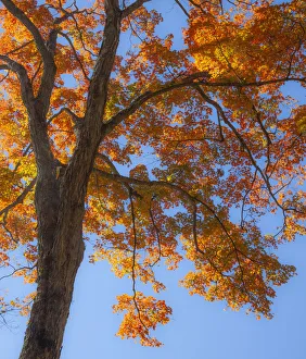 Images Dated 16th September 2021: USA, New England, Vermont Autumn looking up into Sugar Maple Trees