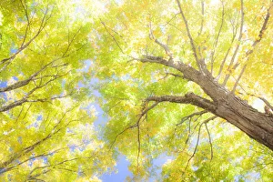 Images Dated 20th April 2021: USA, New England, Vermont Autumn looking up into Sugar Maple Trees
