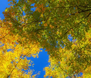 Images Dated 16th September 2021: USA, New England, Vermont Autumn looking up into Sugar Maple Trees
