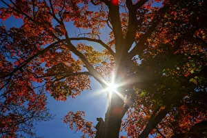 Images Dated 10th June 2021: USA, New England, Vermont Autumn looking up into Sugar Maple Trees with star burst