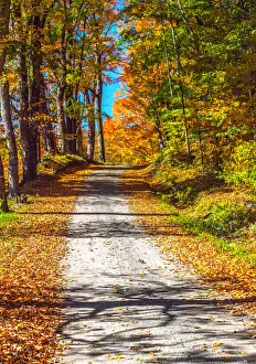 Gravel Prints: USA, New England, Vermont gravel road lined with sugar maple in full Fall color