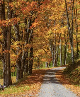 Images Dated 8th October 2013: USA, New England, Vermont gravel road lined with sugar maple in full Fall color