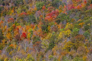 Images Dated 2021 April: USA, New England, Vermont, Plymouth, Fall colors on hillside