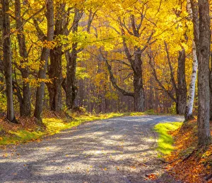 Vermont Prints: USA, New England, Vermont tree-lined gravel road with Sugar Maple in Autumn