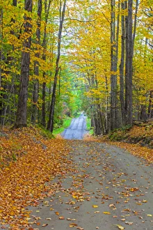 Images Dated 5th October 2013: USA, New England, Vermont tree-lined roadway in Autumns Fall colors