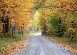 Images Dated 5th October 2013: USA, New England, Vermont tree-lined roadway in Autumns Fall colors