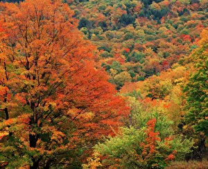 Vermont Prints: USA, New England, View of autumn forest