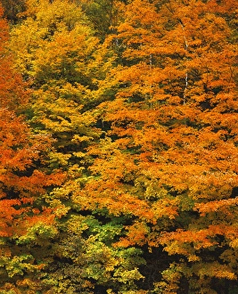 Images Dated 19th February 2013: USA, New England, View of autumn forest