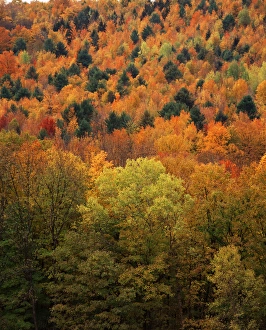 Images Dated 19th February 2013: USA, New England, View of autumn forest