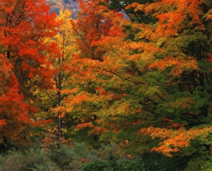 Images Dated 19th February 2013: USA, New England, View of autumn forest
