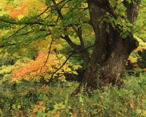 Adnt Prints: USA, New England, View of autumn tree in forest
