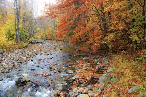 Beech Prints: USA, New Hampshire Autumn colors on Maple, Beech trees along the edge of the river