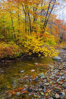 Images Dated 20th April 2021: USA, New Hampshire Autumn colors on Maple, Beech trees along the edge of the river