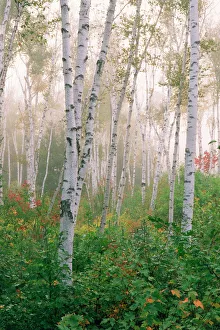 Maple Prints: USA, New Hampshire. Birch trees in clearing fog