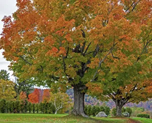 New Hampshire Prints: USA, New Hampshire, Fall colors with White Birch and Maple trees