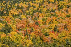 Images Dated 18th October 2021: USA, New Hampshire, fall foliage Bretton Woods at base of Mount Washington