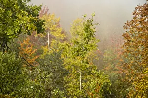 New Hampshire Prints: USA, New Hampshire, fall foliage north of Whitefield, along Rt. 3