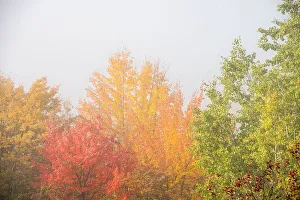 Images Dated 18th October 2021: USA, New Hampshire, fall foliage north of Whitefield, along Rt. 3